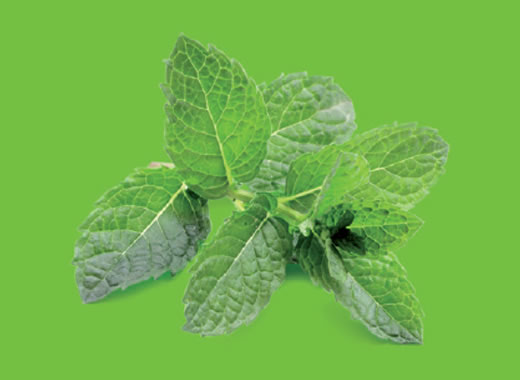 Mint leaves to represent essential herbs and spices at Christmas.