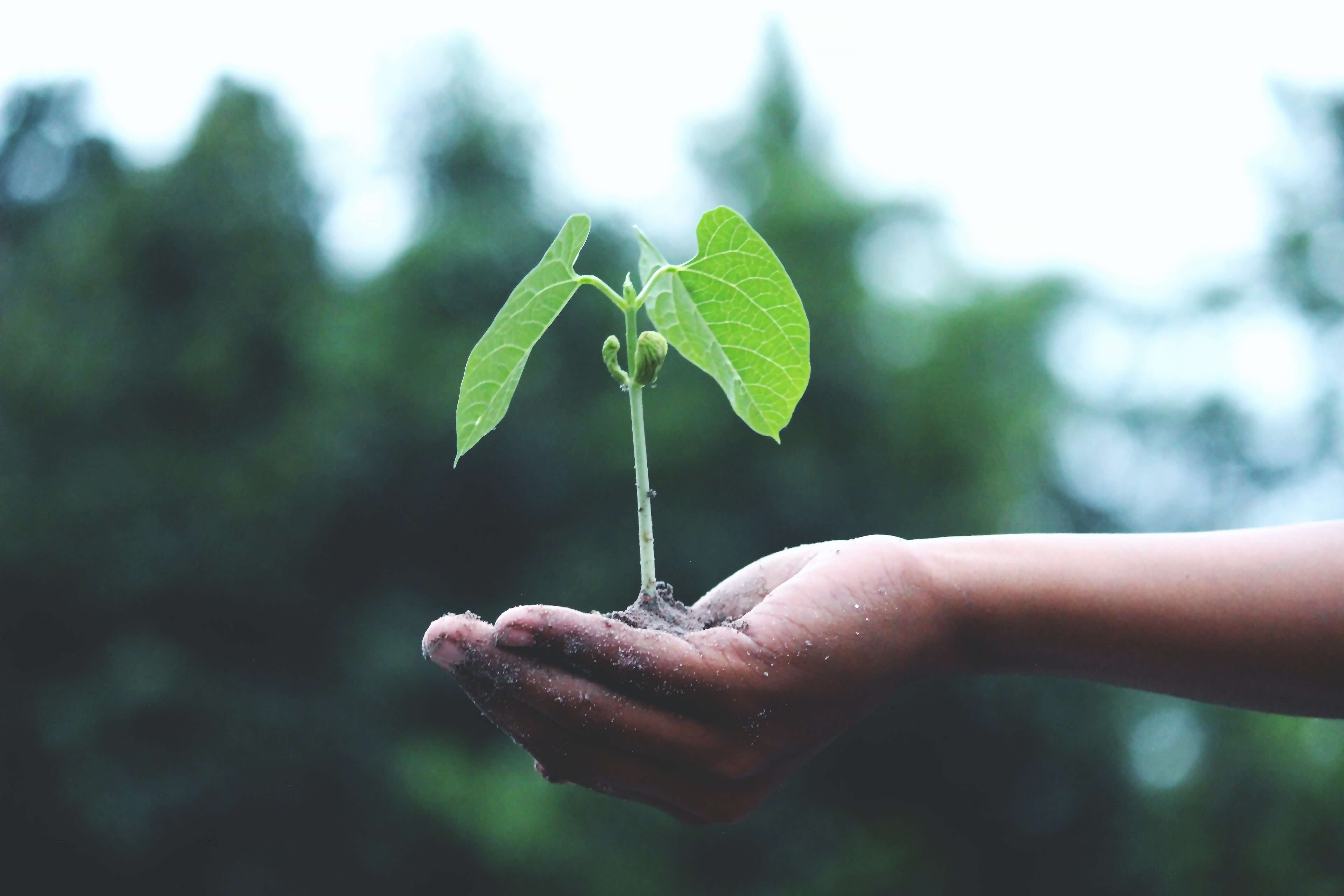 An image of a plant to represent Earth Day and the importance of World of Spice helping the hospitality industry to be more sustainable,